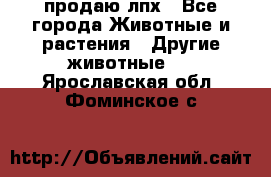 продаю лпх - Все города Животные и растения » Другие животные   . Ярославская обл.,Фоминское с.